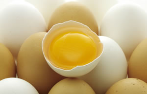 写真: 採鶏卵